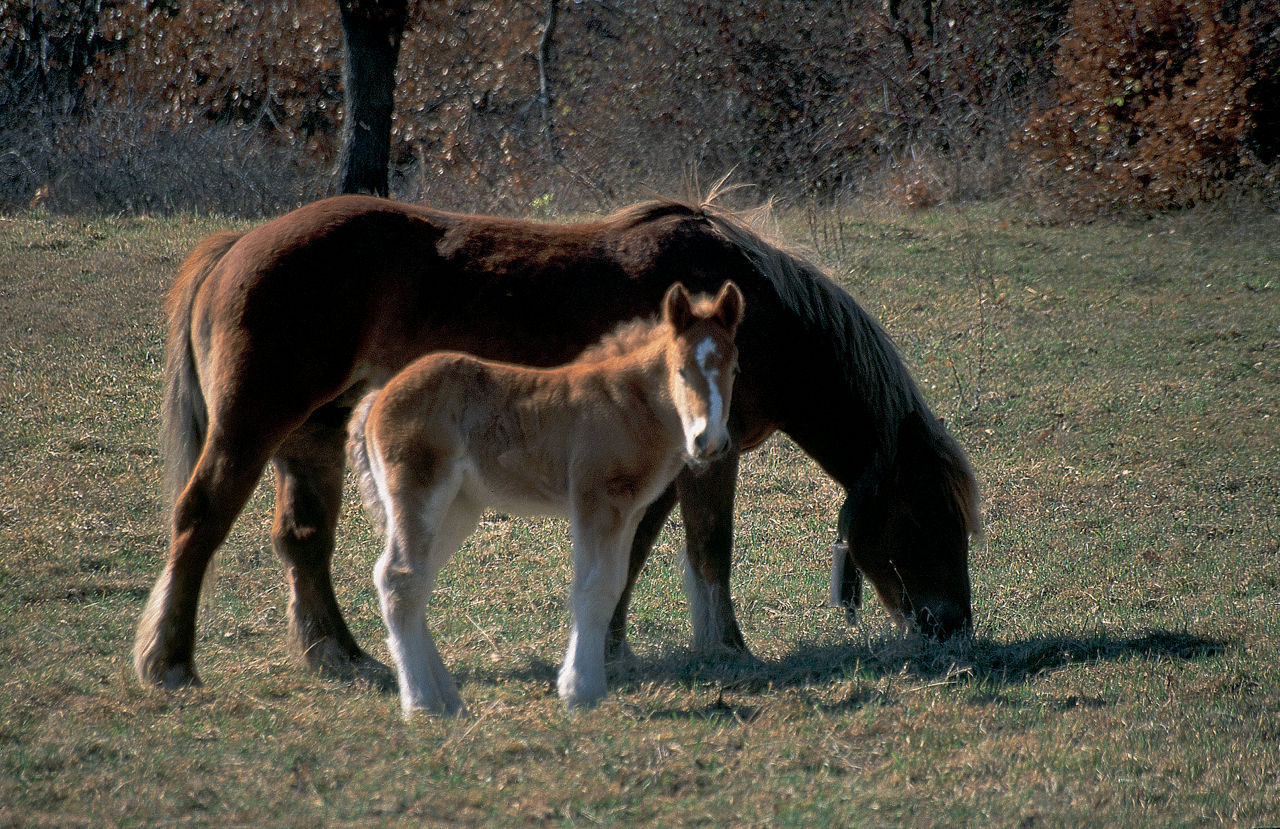 Cavall i poltre, pasturant en un prat dels Pirineus.
