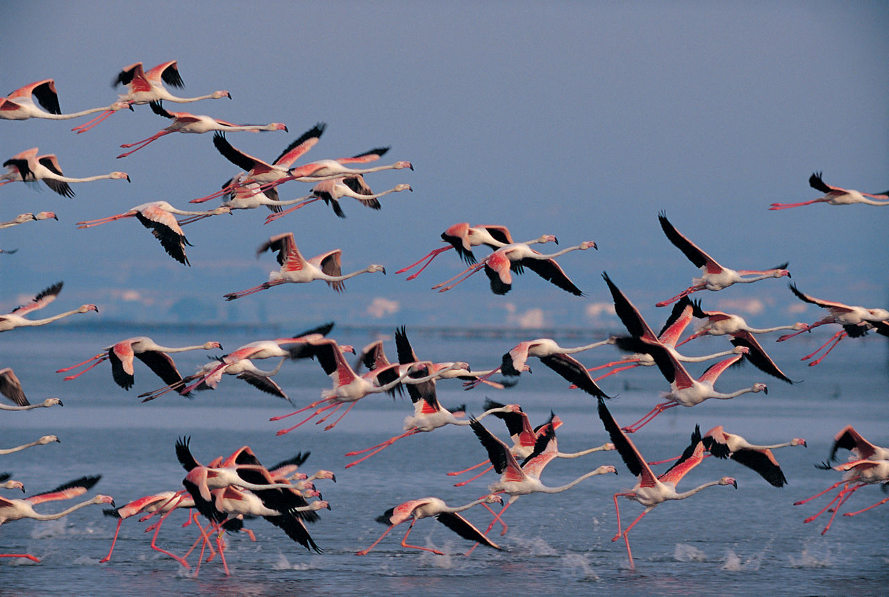 Flamencs al Parc Natural del Delta de l'Ebre.