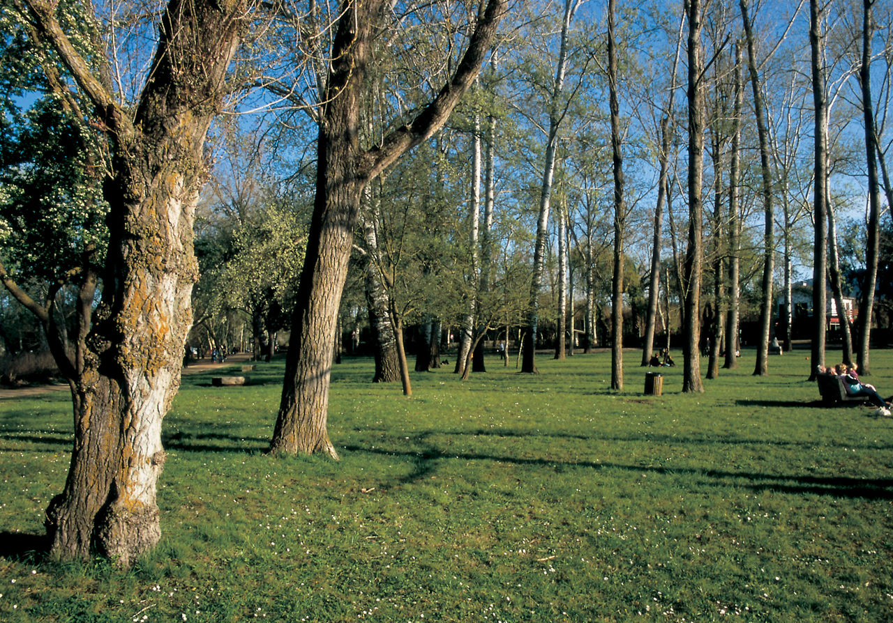 Exposición de flores