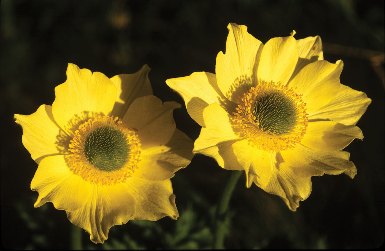 Feria de la Flor y el Plantel