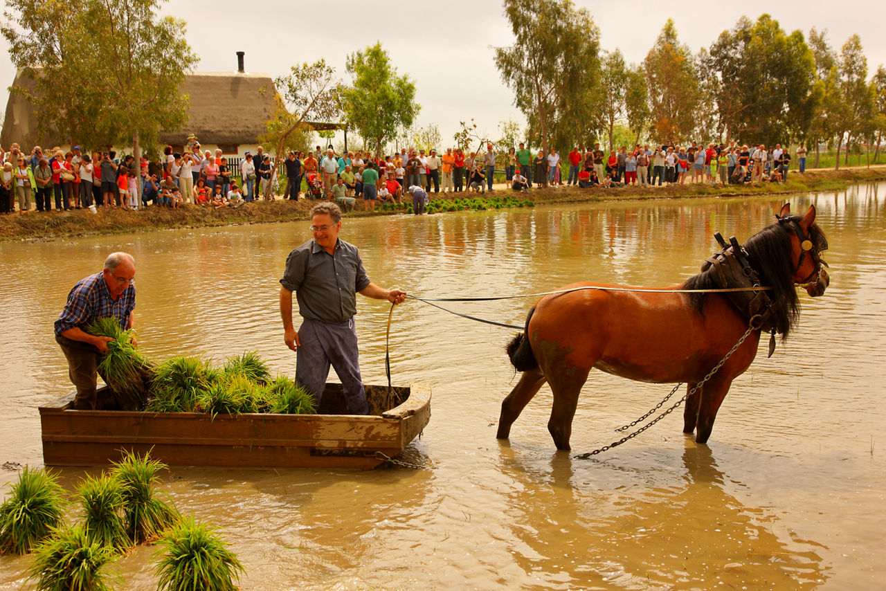 Día de la Plantada en l'Aldea