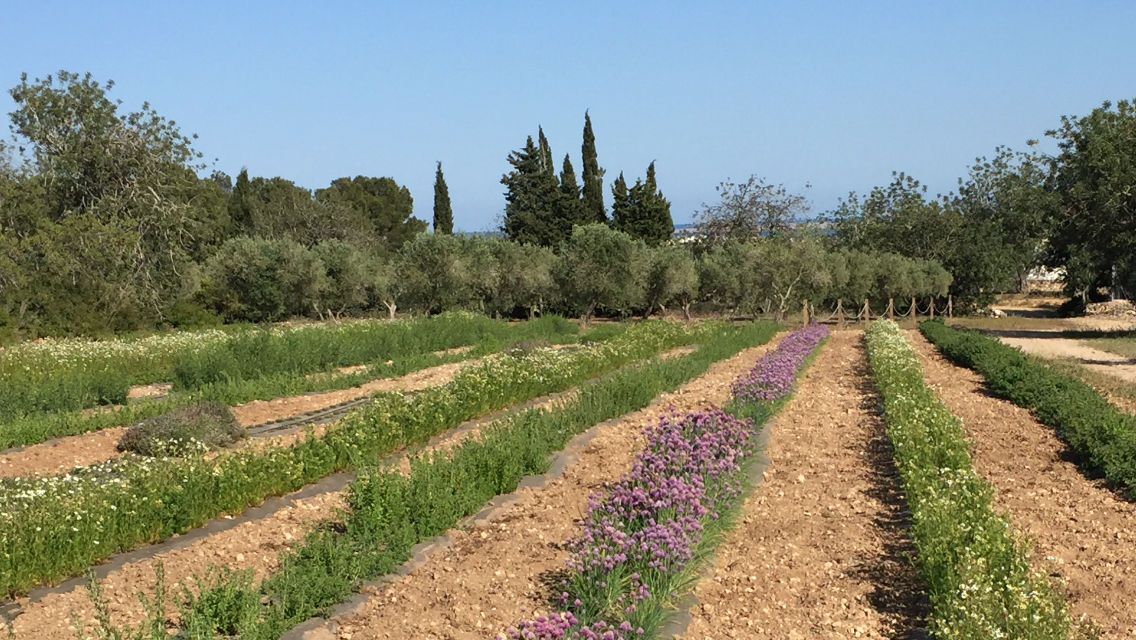 Esmorzar entre vinyes al celler Masroig, amb mascotes.