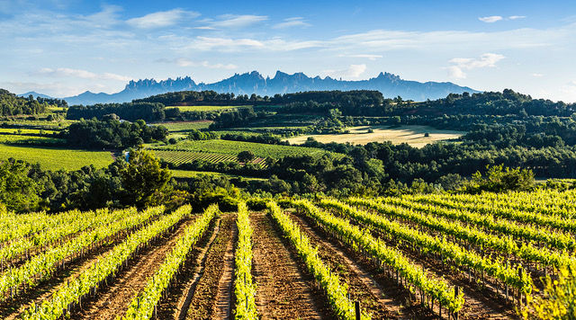 Personas disfrutando de una cata de vino en el Priorat