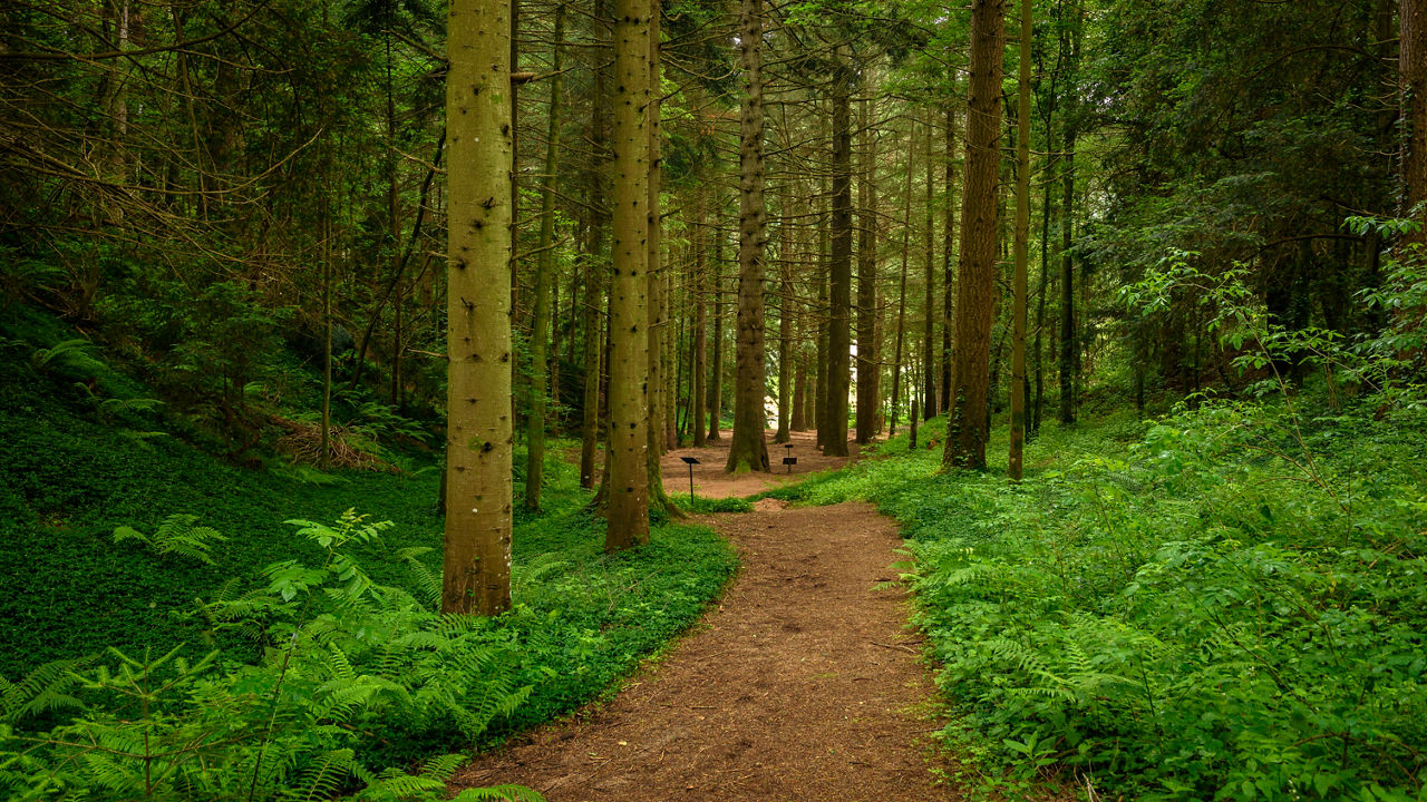 Descobreix l'Arborètum de Masjoan