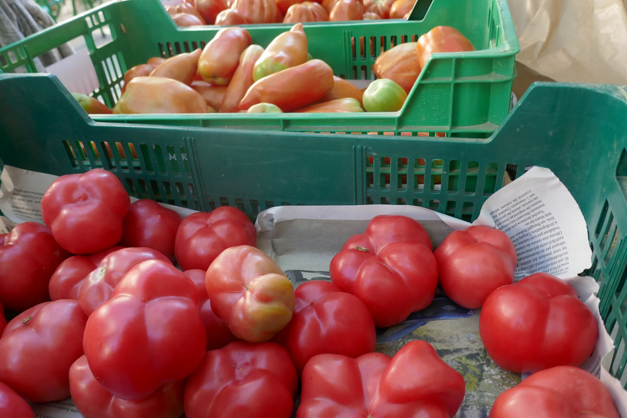 Fiesta del Tomate del Bages