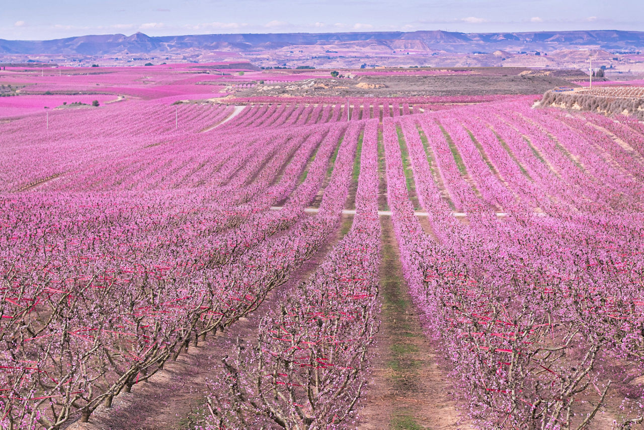 Vista aèria d'Aitona, durant la primavera.