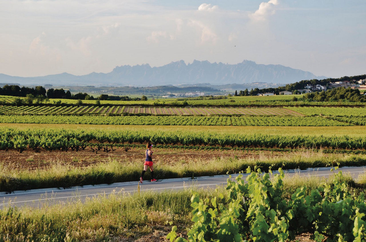 Persona corriendo entre campos con la montaña de Montserrat al fondo