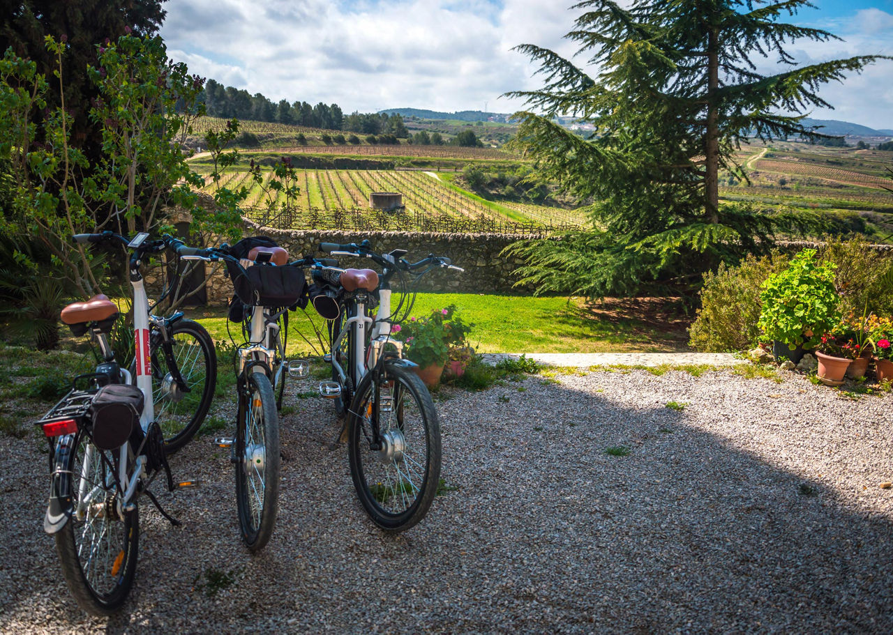 Bicicletes davant de les vinyes.    