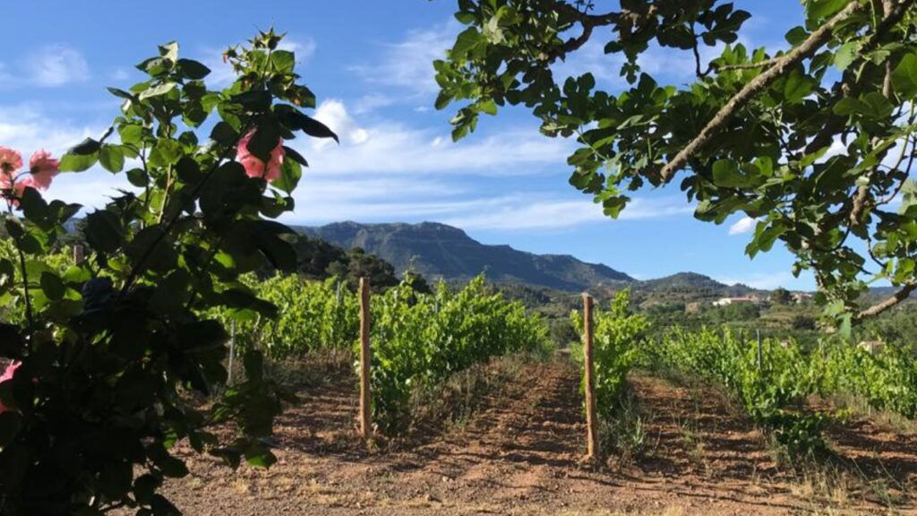 Vinyes del celler Gritelles, a Cornudella de Montsant, una de les propostes enoturístiques de Bodevi.