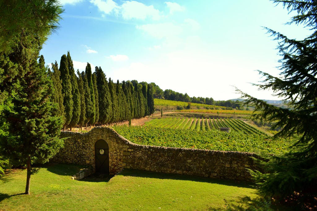 Vinyes d'Albet i Noya, a la finca de Can Vendrell de Sant Pau de l'Ordal.