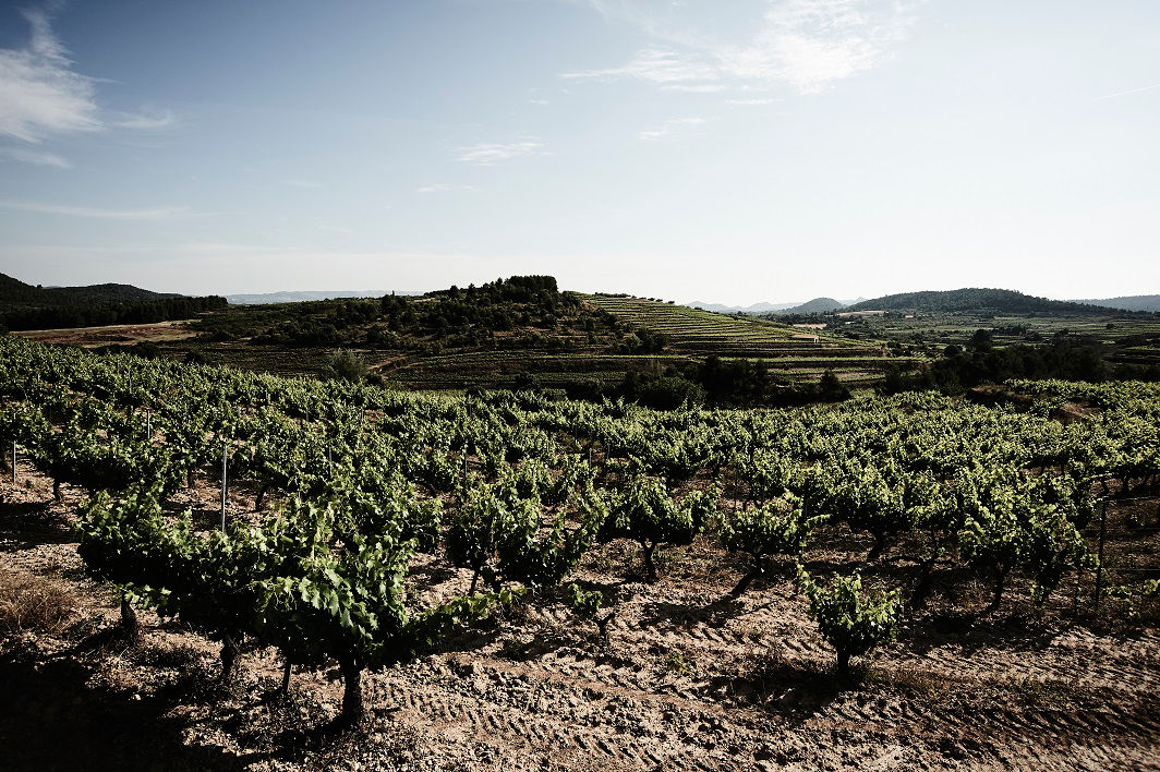 Vinyes del celler de Capçanes.