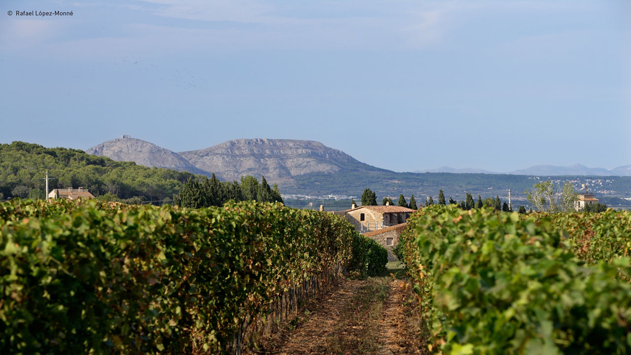 Vinyes del celler Mas Oller, DO Empordà.