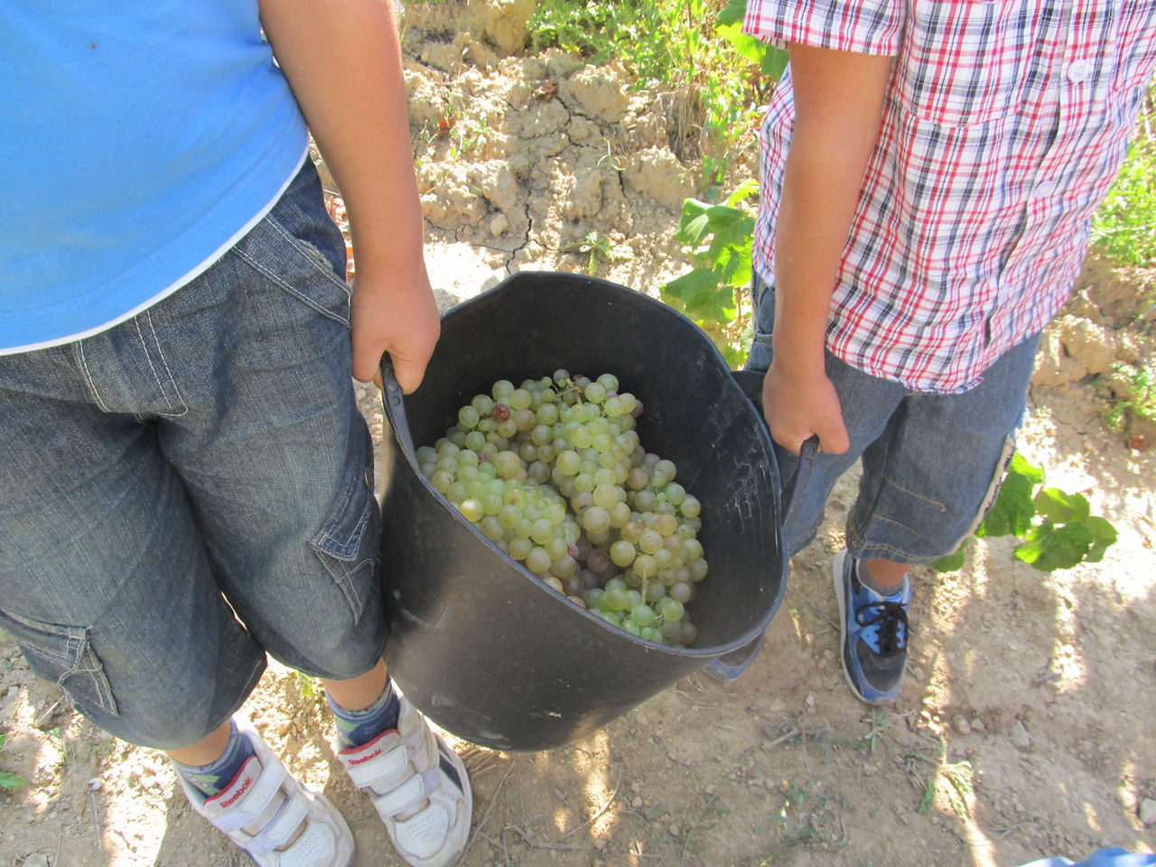 Dos infants collint raïm en un camp de vinyes durant l’època de la verema.