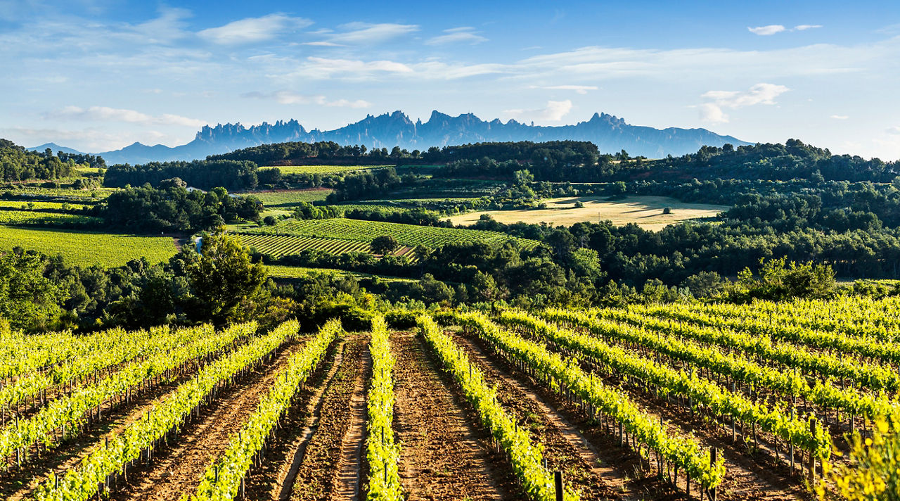 Vinyes amb Montserrat a l'horitzó.    