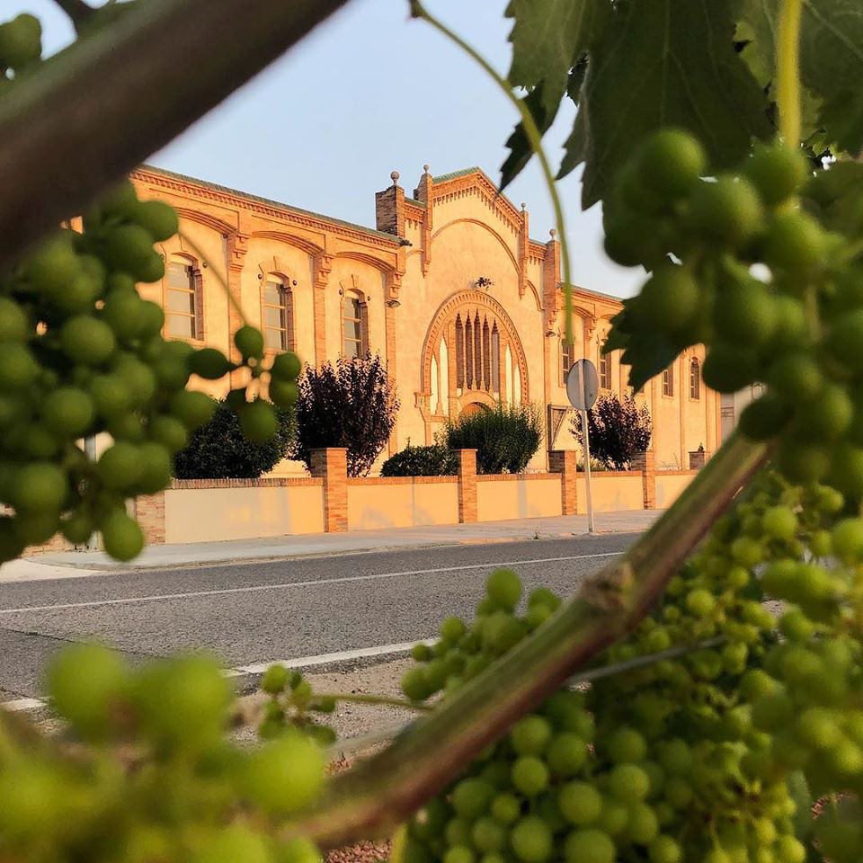 Façana del celler modernista de la Cooperativa Agrícola de Vila-rodona, vista a través de les branques amb raïm d'un cep.