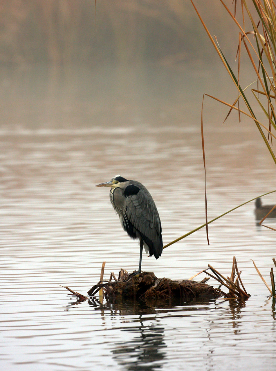 Bernat pescaire (Ardea cinerea) sobre un estany al capvespre al Parc Natural dels Aiguamolls de l'Empordà.