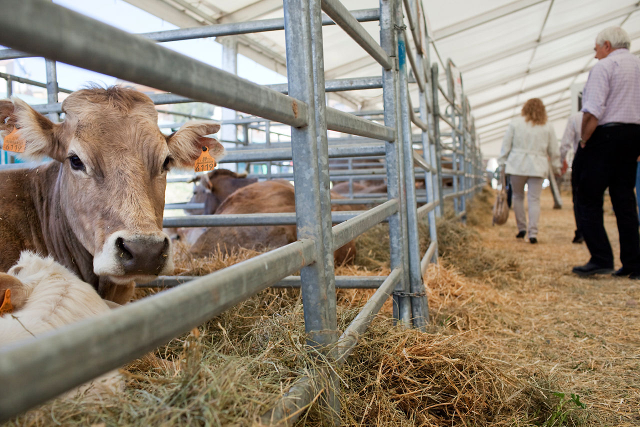 Feria de Todos los Santos
