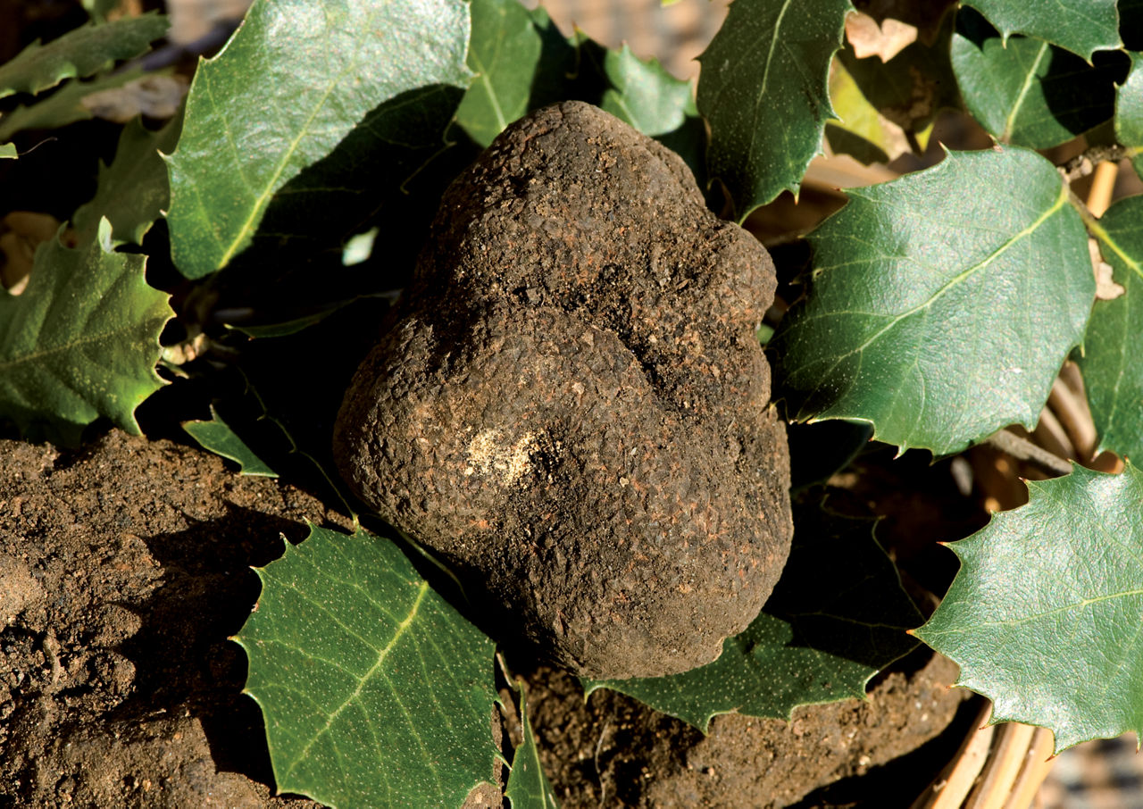 Feria de la Patata y de la Trufa de Cataluña