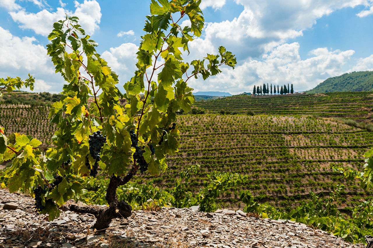 Primer pla d’un cep a les vinyes de la bodega Costers del Priorat, entre ceps vells de les varietats garnatxa i samsó, al municipi de Bellmunt del Priorat.