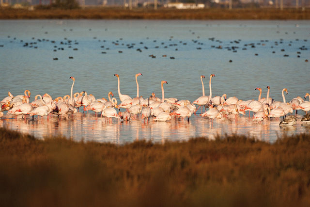 Grup de flamencs en una de les llacunes del delta de l'Ebre.