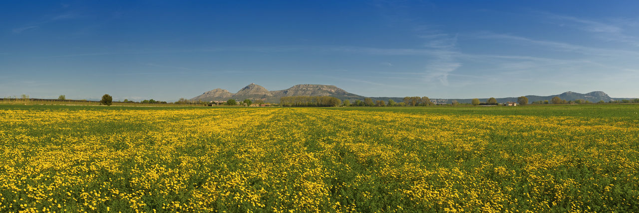 Primavera al camí de La Gola amb el massís del Montgrí al fons.