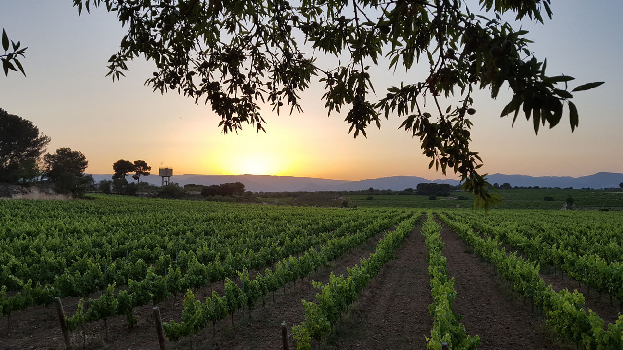 Posta de sol per sobre les vinyes del celler Adernats, Catedral del Vi de Nulles.
