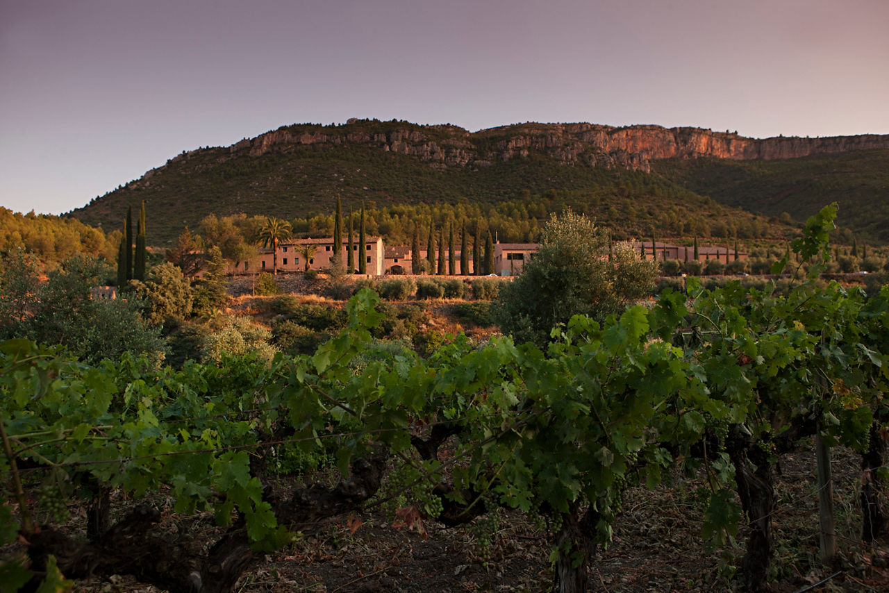 © Eric d'Herouville. Vinyes de Terra Dominicata.