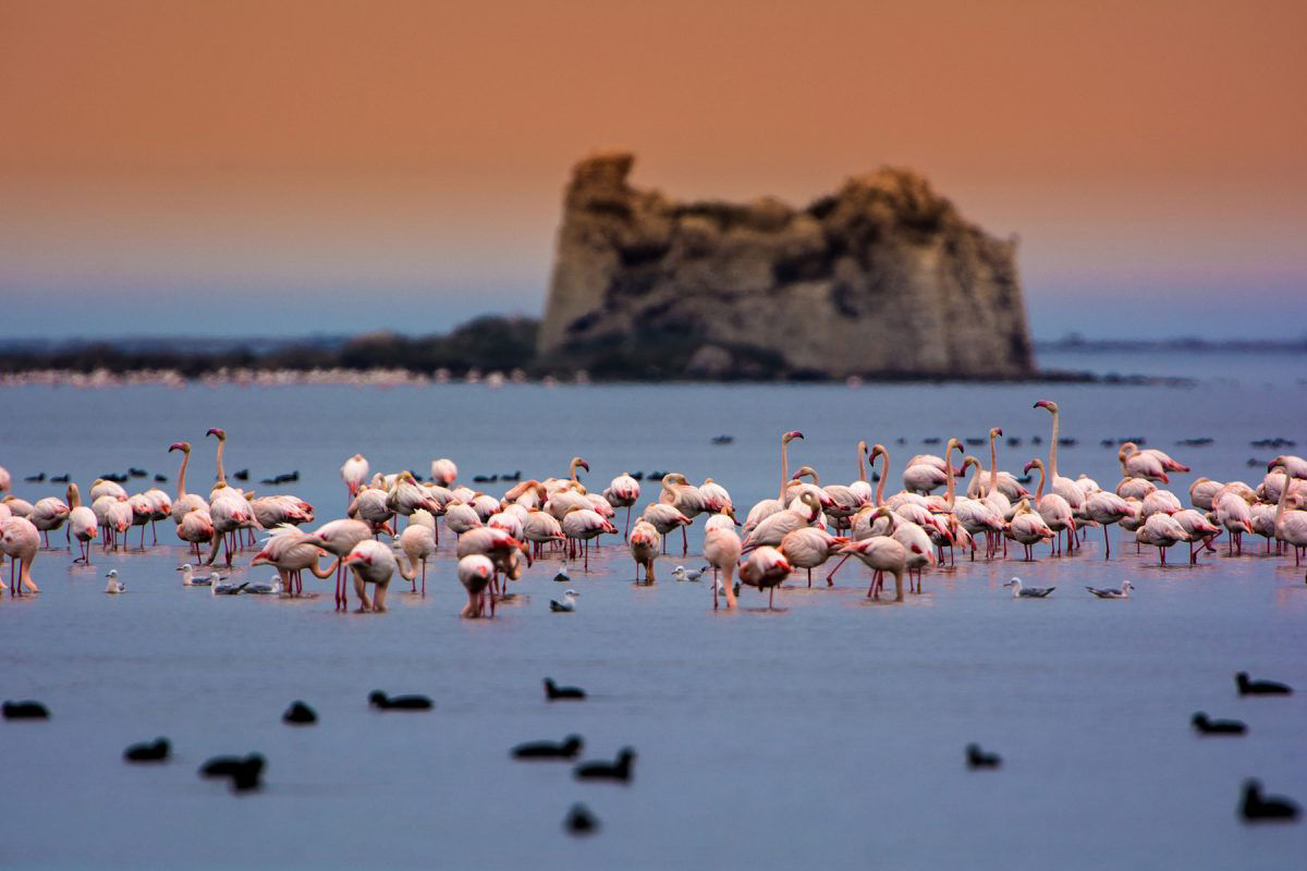 Flamencs al delta de l'Ebre.