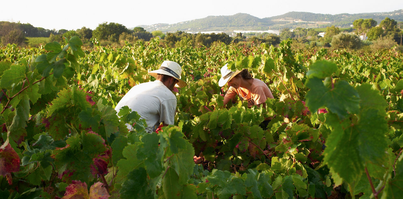 Dia de verema en un celler de Calonge.