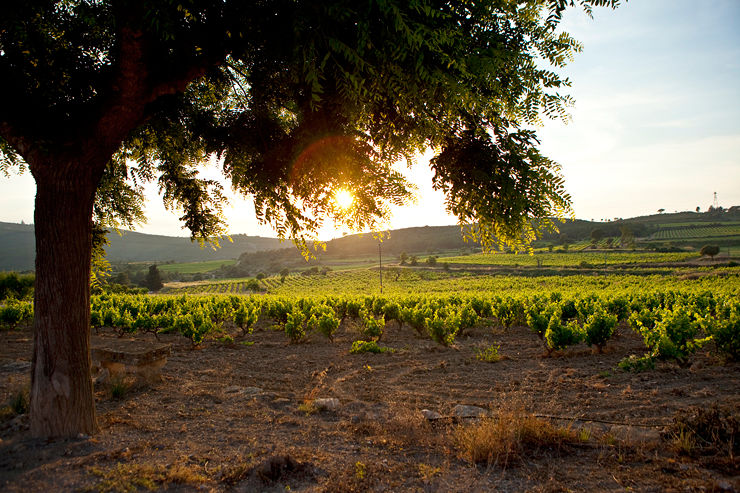 Vinyes de la Finca Viladellops.    