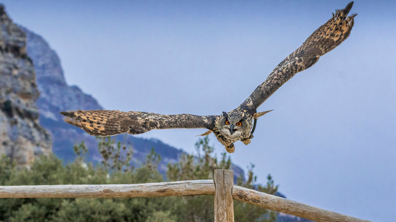Un mussol volant en el Zoo del Pirineu de la localitat de Canalda.